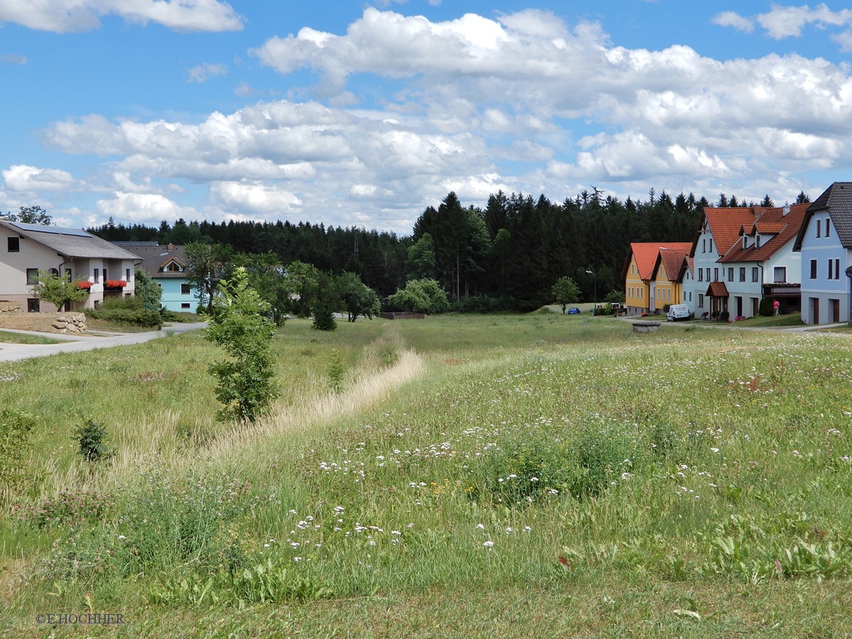 Mannshalm im Waldviertel