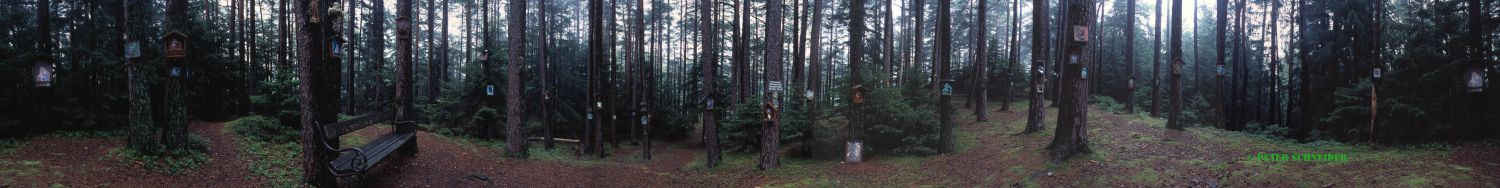Maria im Wald