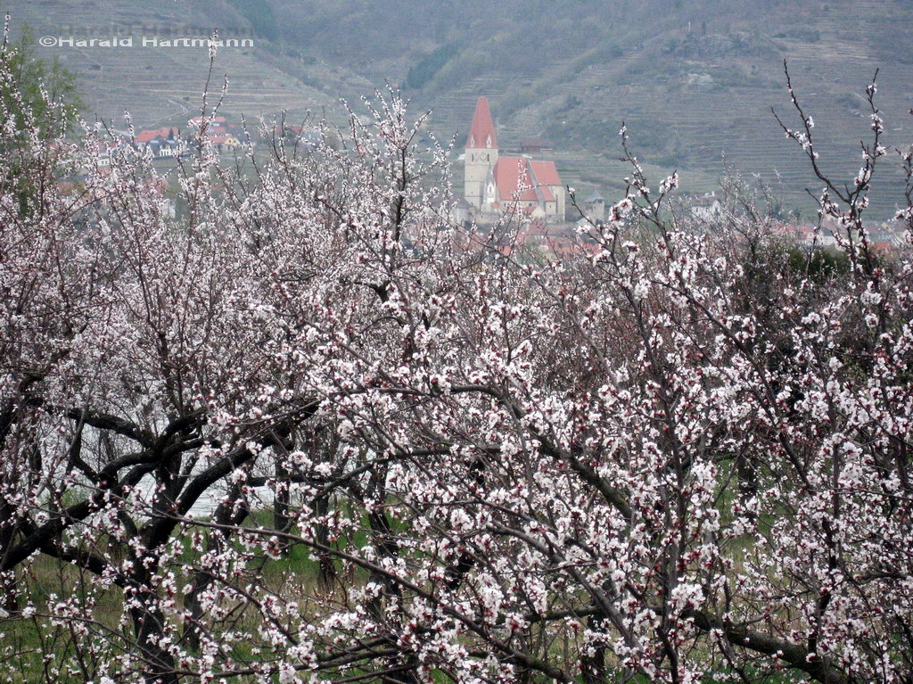Marillenblüte Wachau 1