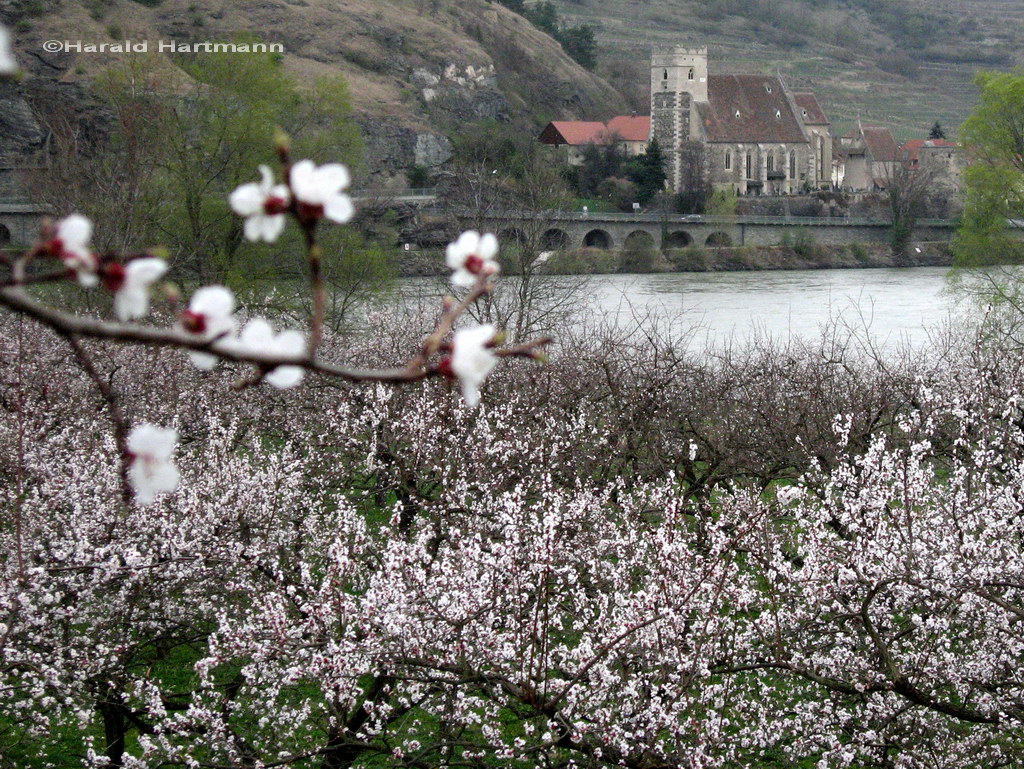 Marillenblüte Wachau 2