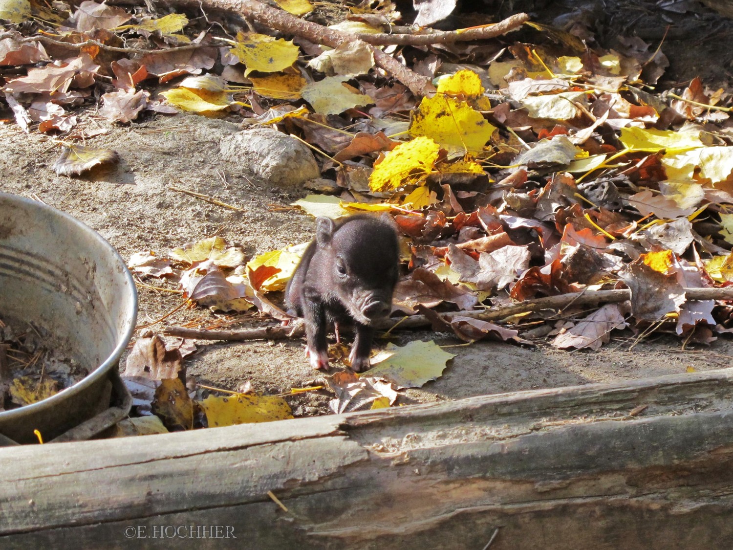 Mini-Schweinchen