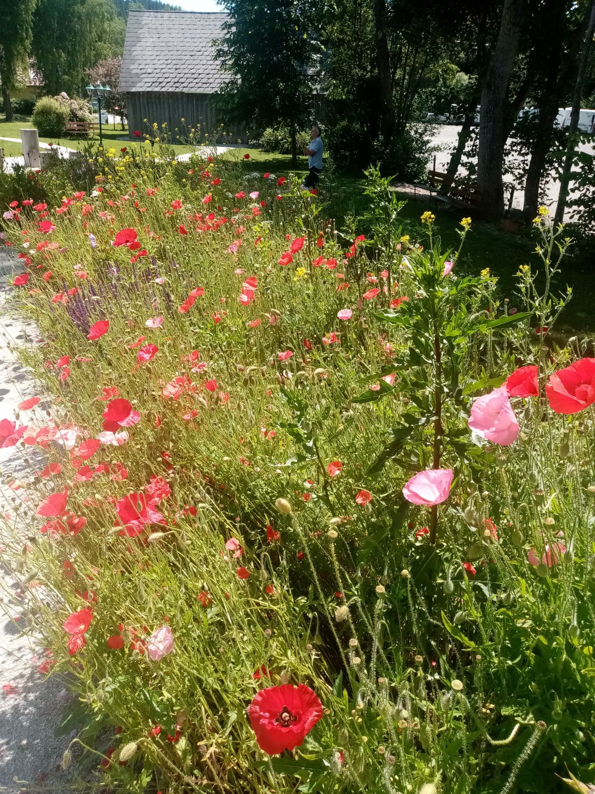 Mohn Blumenbeet  1.7.2020