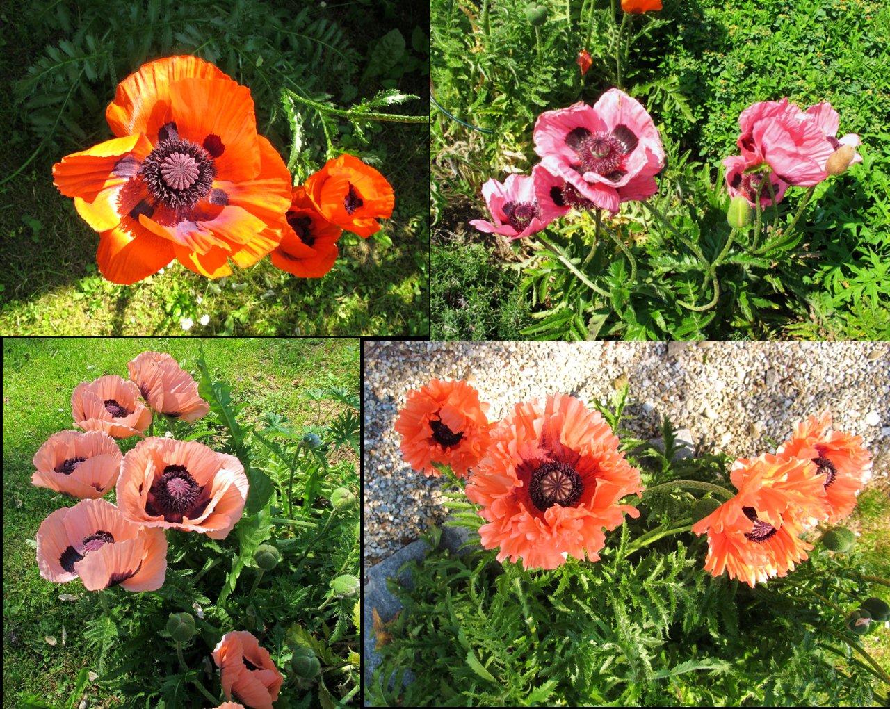 Mohnblüten im Mohngarten