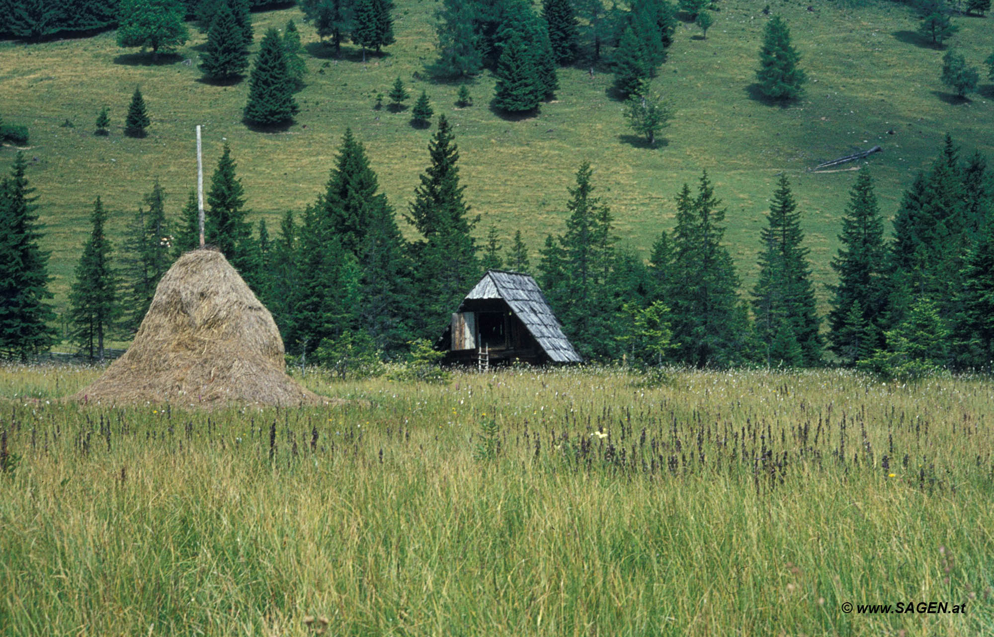 Moor auf der Teichalm