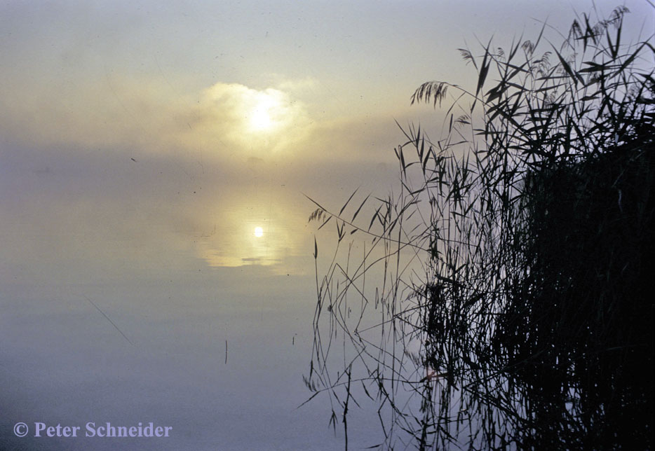 Morgenstimmung am Wallersee