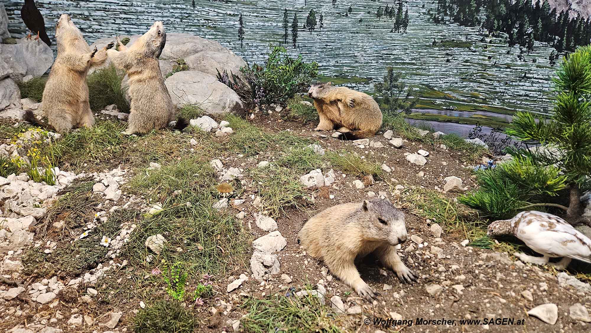 Murmeltiere Naturmuseum Südtirol, Bozen