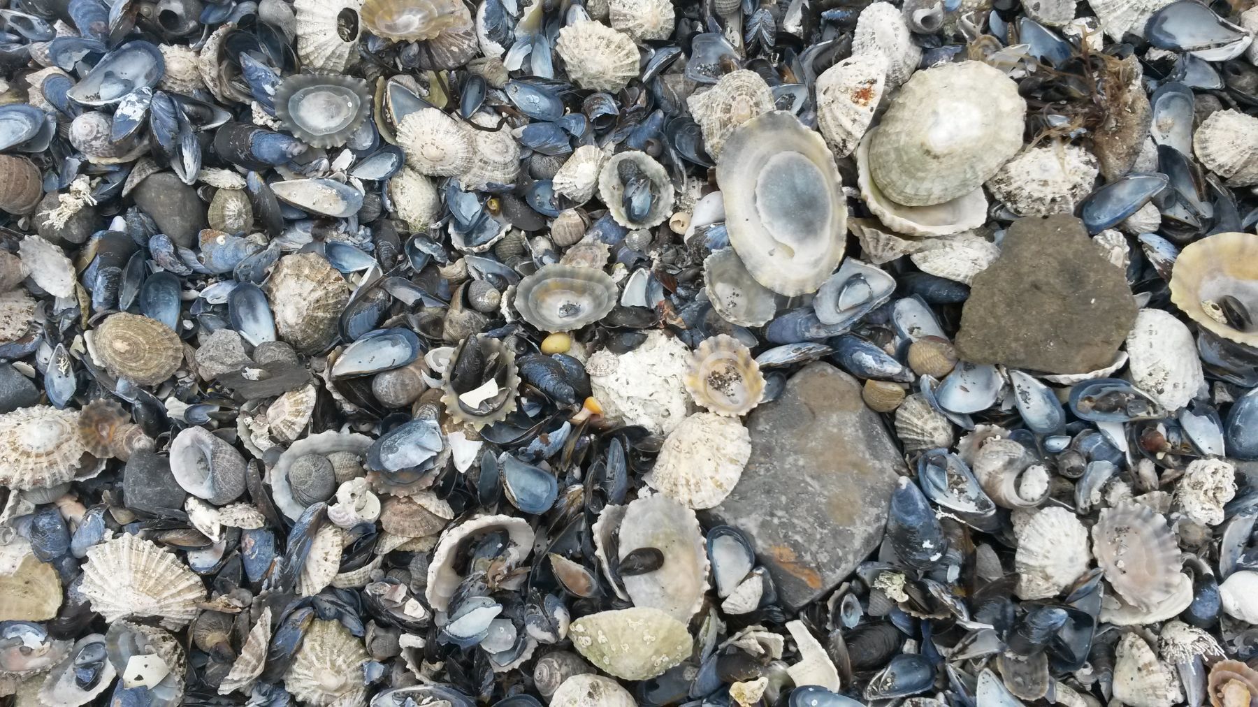 Muscheln am Strand