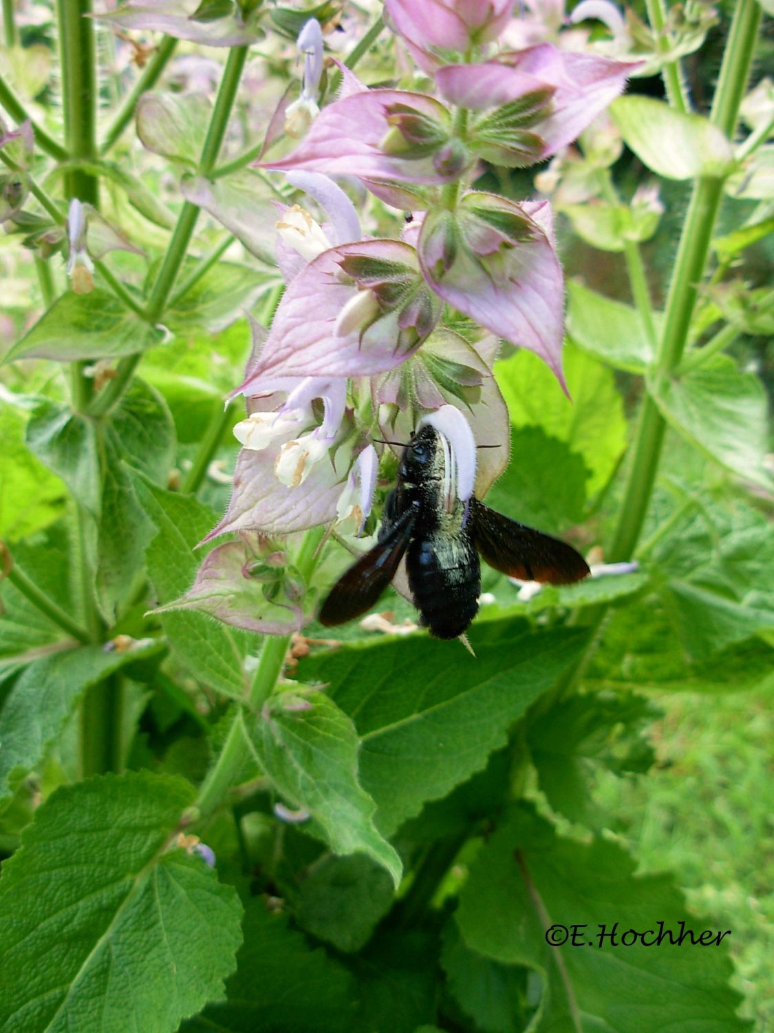 Muskatellersalbei - Salvia sclarea (2)