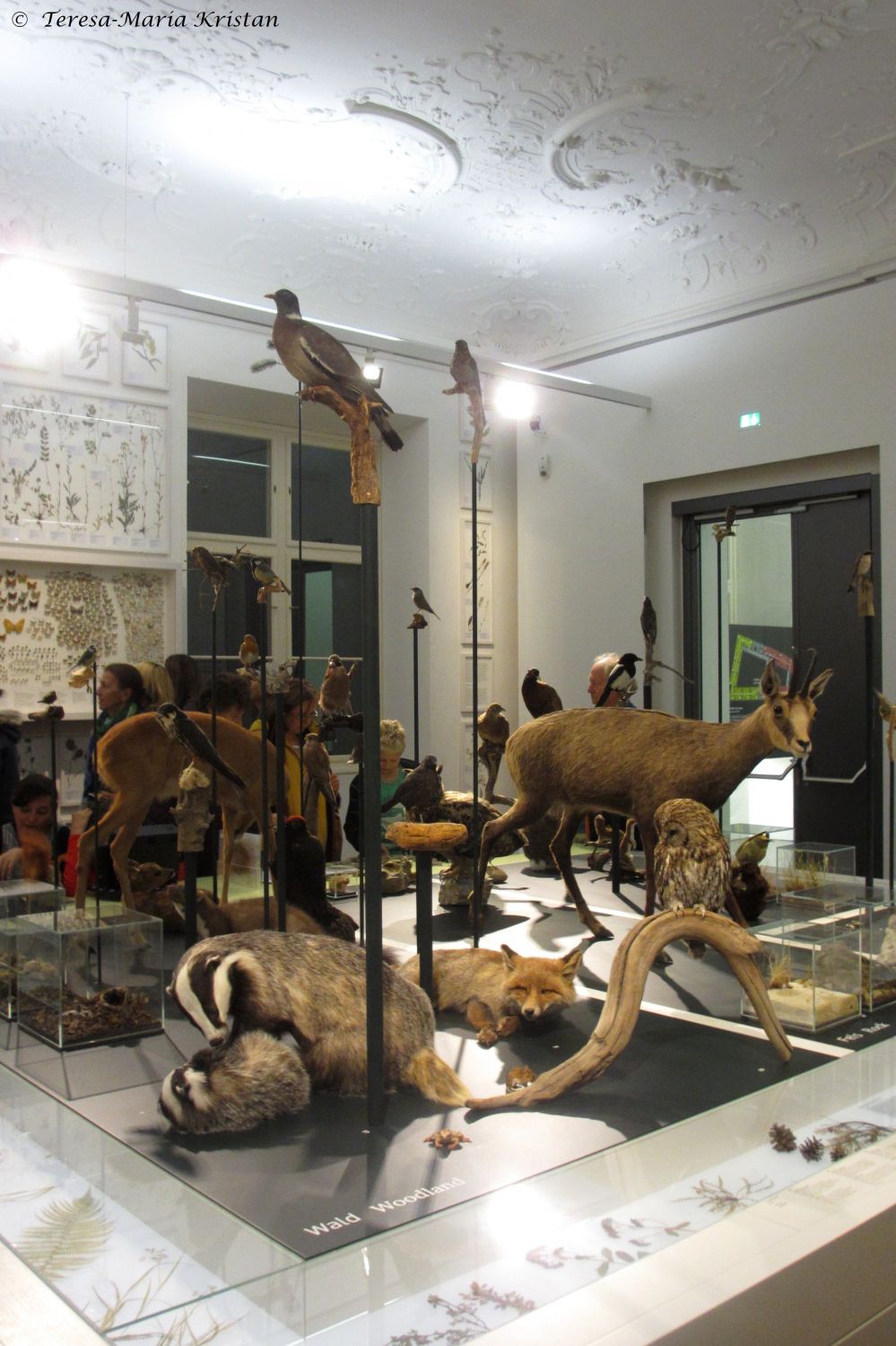 Naturkundemuseum Graz Joanneum