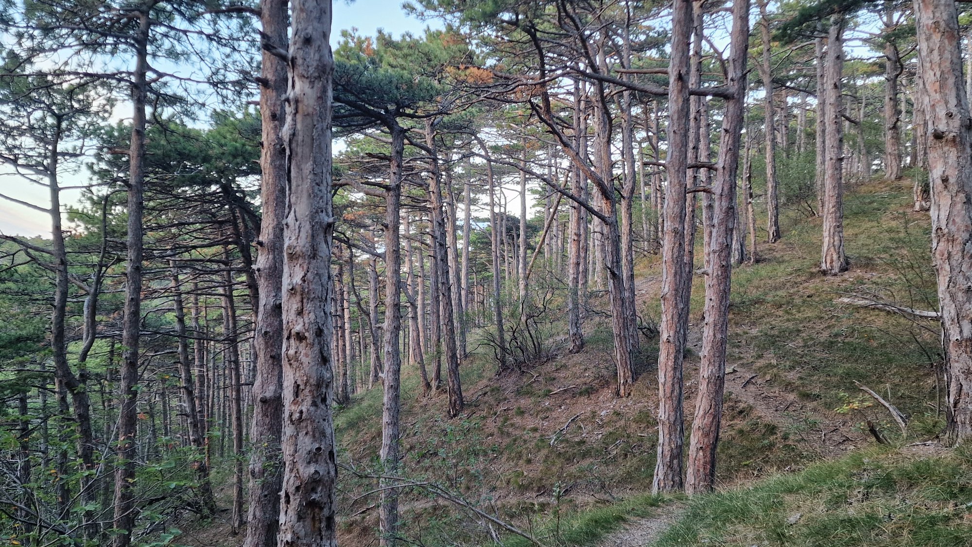 Naturpark Föhrenberg in Mödling