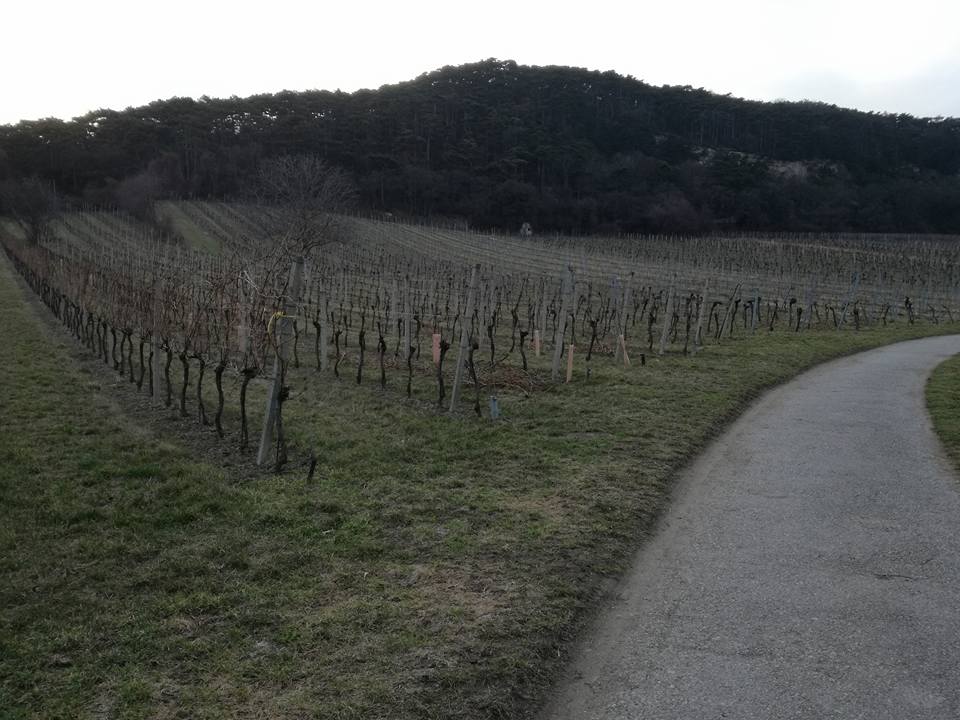 Naturpark Föhrenberge