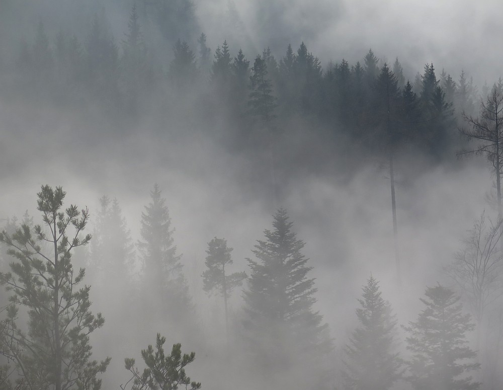 Nebel im Wald