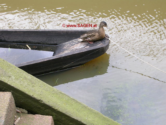 Nicht alle Enten lieben das Wasser