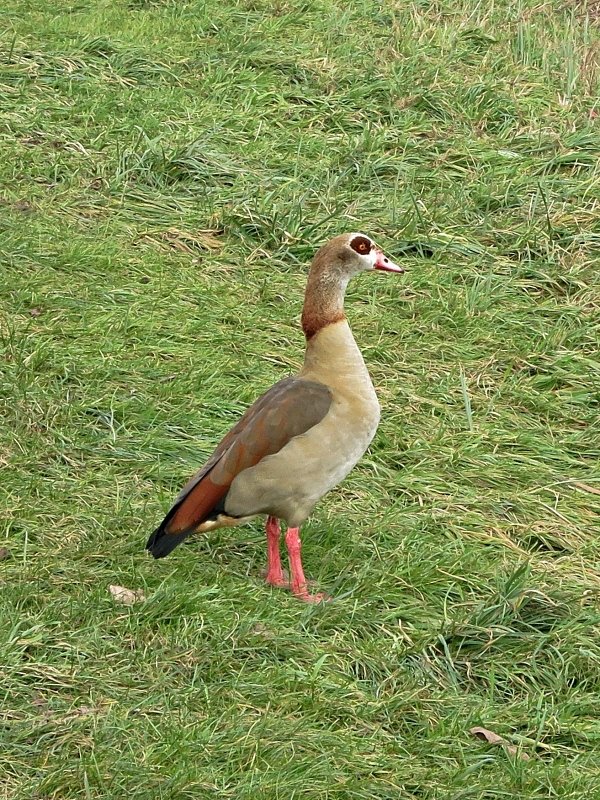 Nilgans am Saarufer