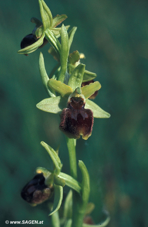Ophrys araneola (Kleine Spinnenragwurz)