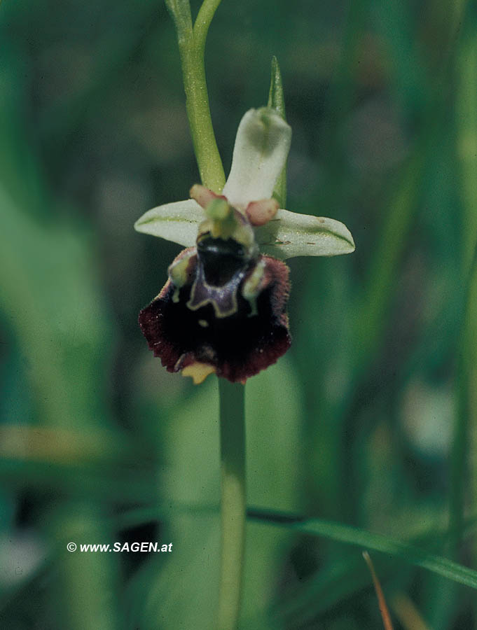 Ophrys elatior (Kleine Hummel-Ragwurz)