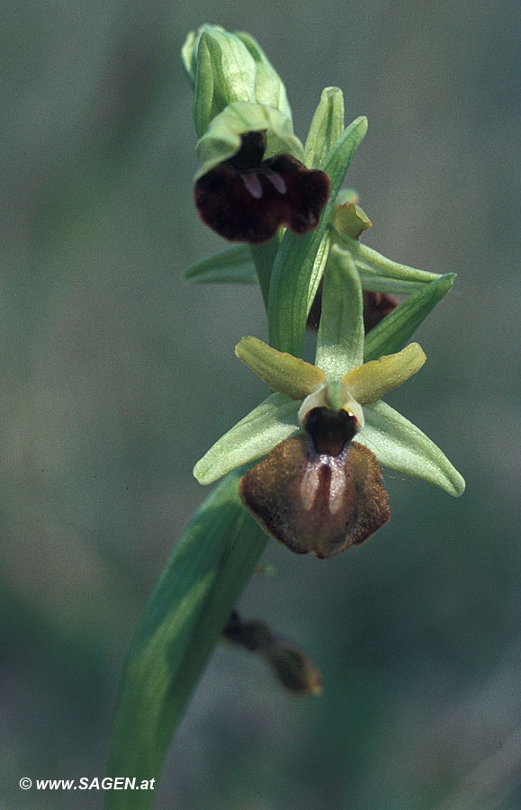 Ophrys sphegodes (Gewöhnliche Spinnen-Ragwurz)