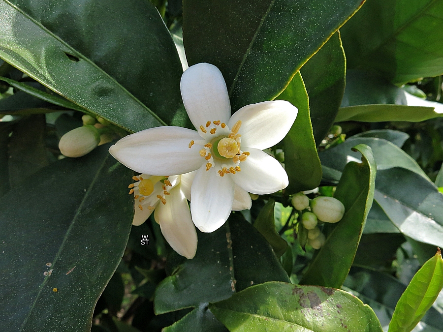 Orangenblüten