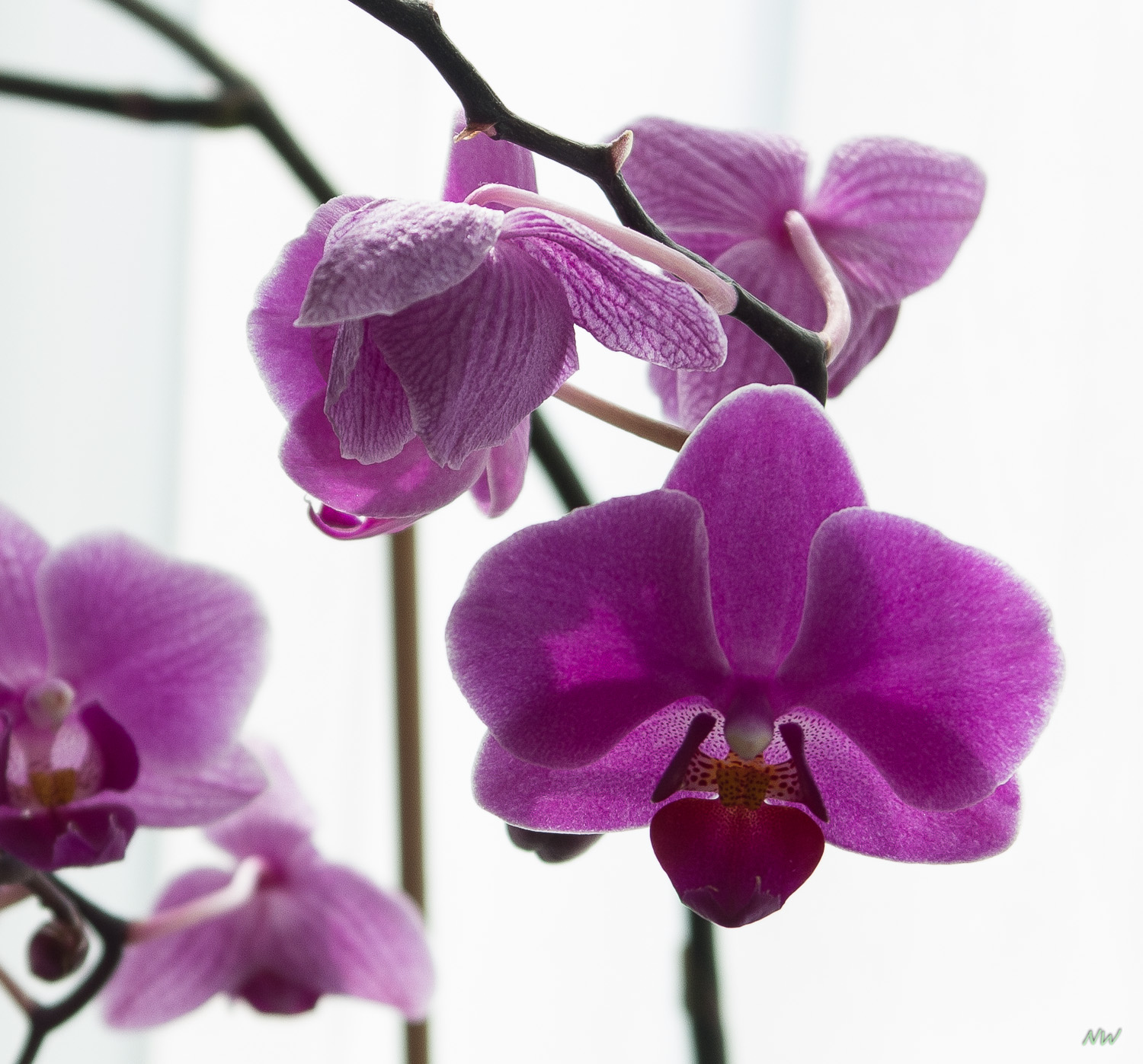 Orchidee - 2