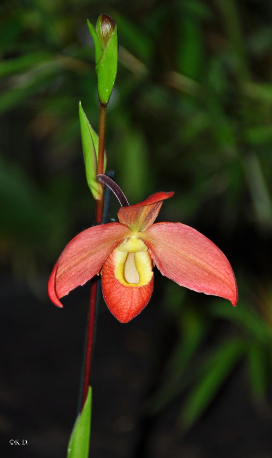 Orchideenausstellung im Bergbaumuseum Klagenfurt