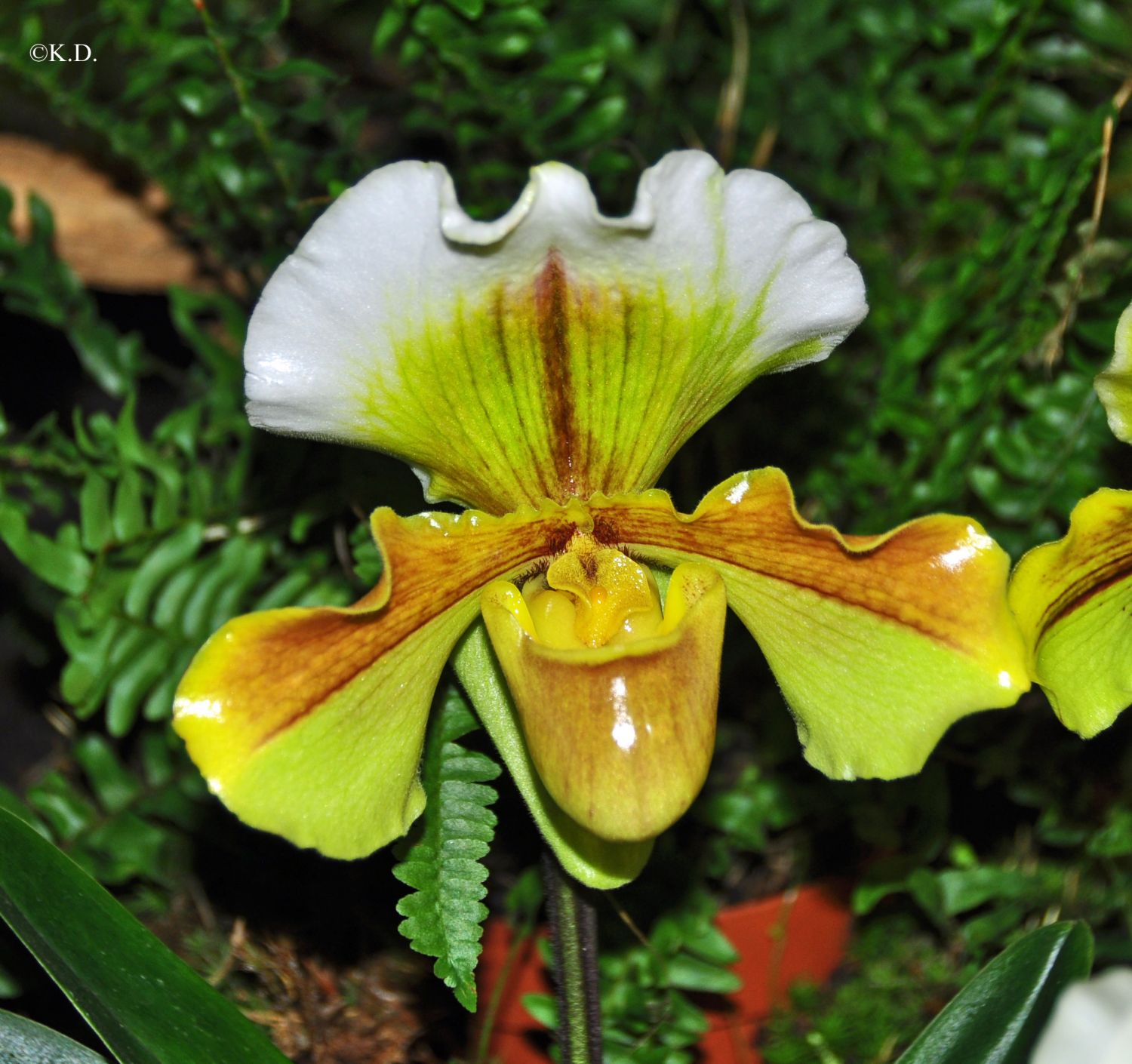 Orchideenausstellung im Bergbaumuseum Klagenfurt