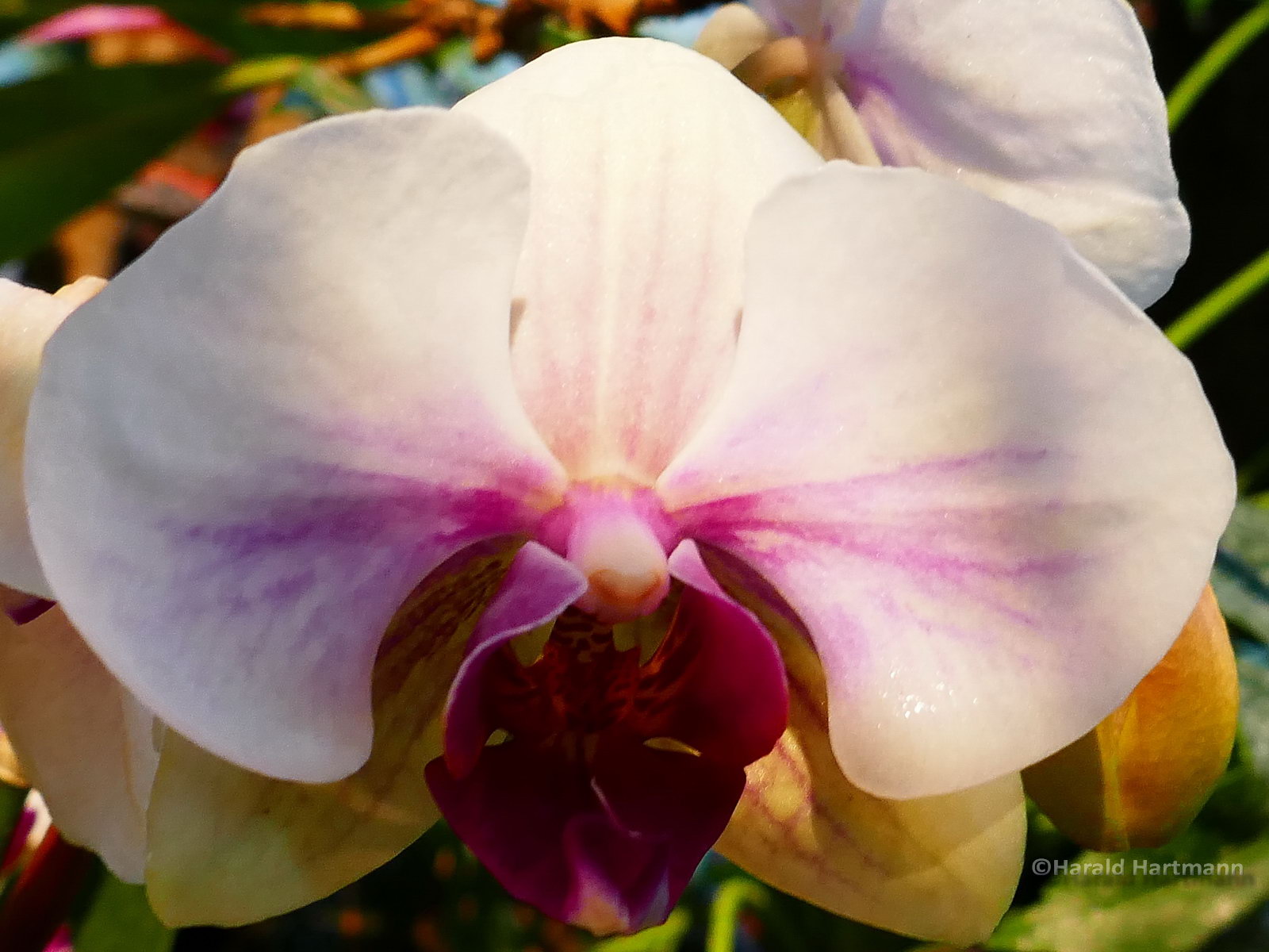 Orchideenblüte/1