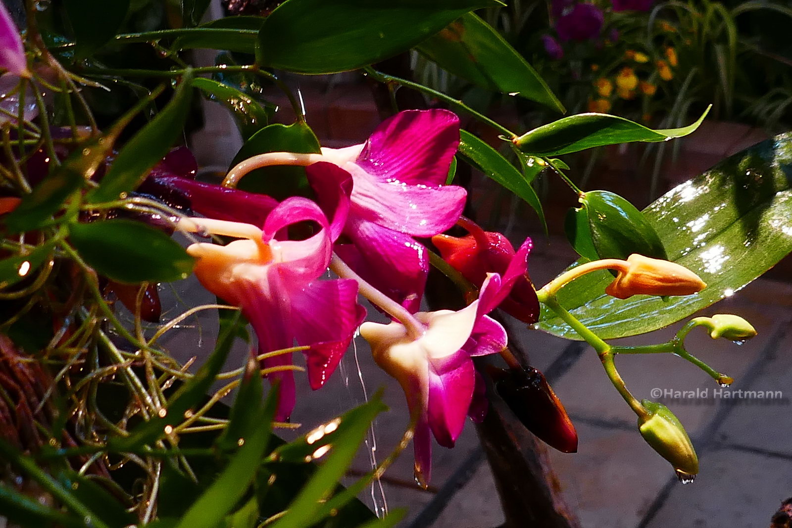 Orchideenblüte/2