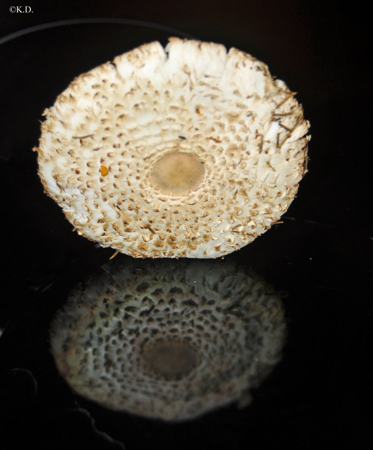 Parasol