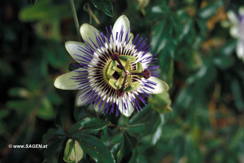 Passionsblume (Passiflora sp.)