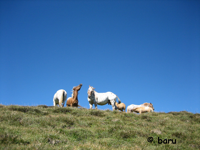 Pferde auf der Bergweide
