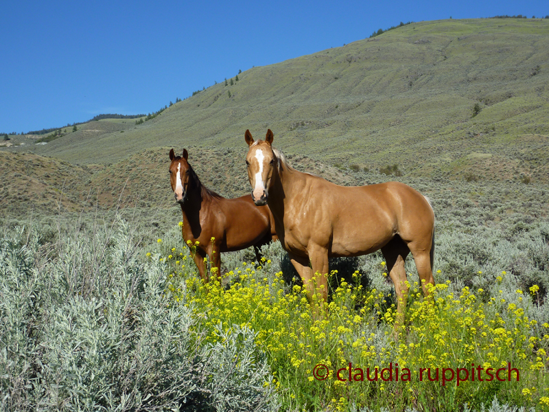 Pferde im Blind Creek Indian Reserve (BC, Canada)