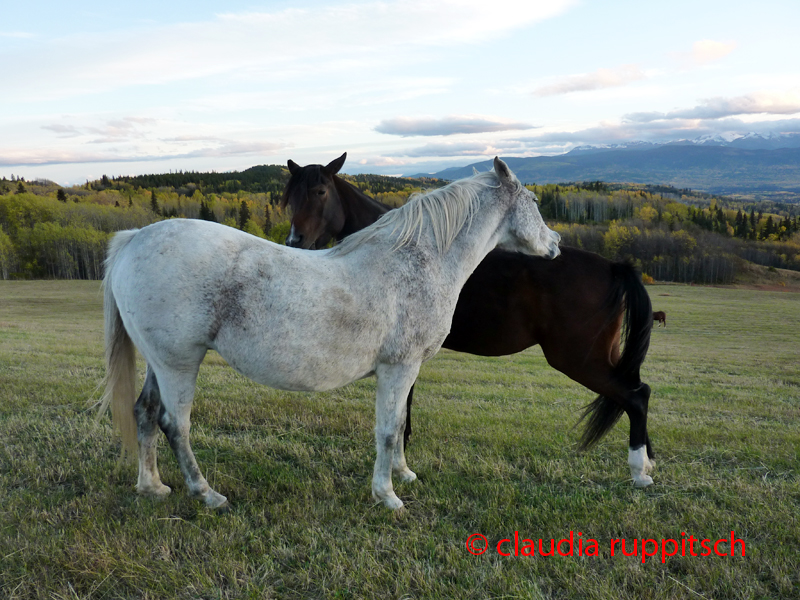 Pferdepärchen, Bulkley Valley, British Columbia, Canada