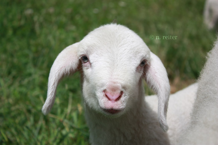 portrait eines lamm