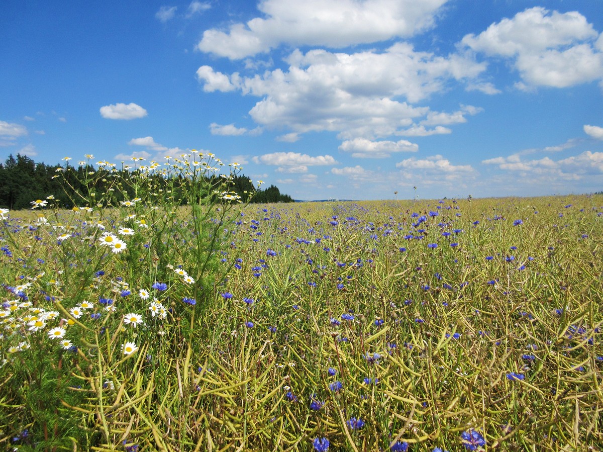 Raps-Feld im Waldviertel