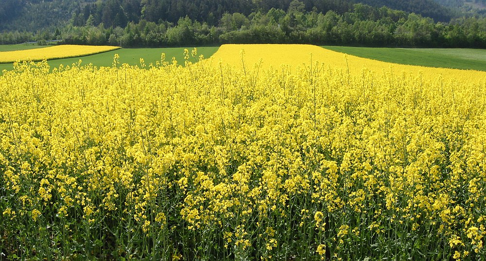 Rapsfelder in voller Blüte