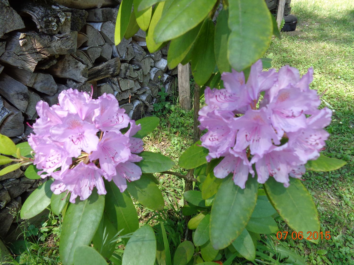 Rhododendron 4.6.2015 mit Hummel