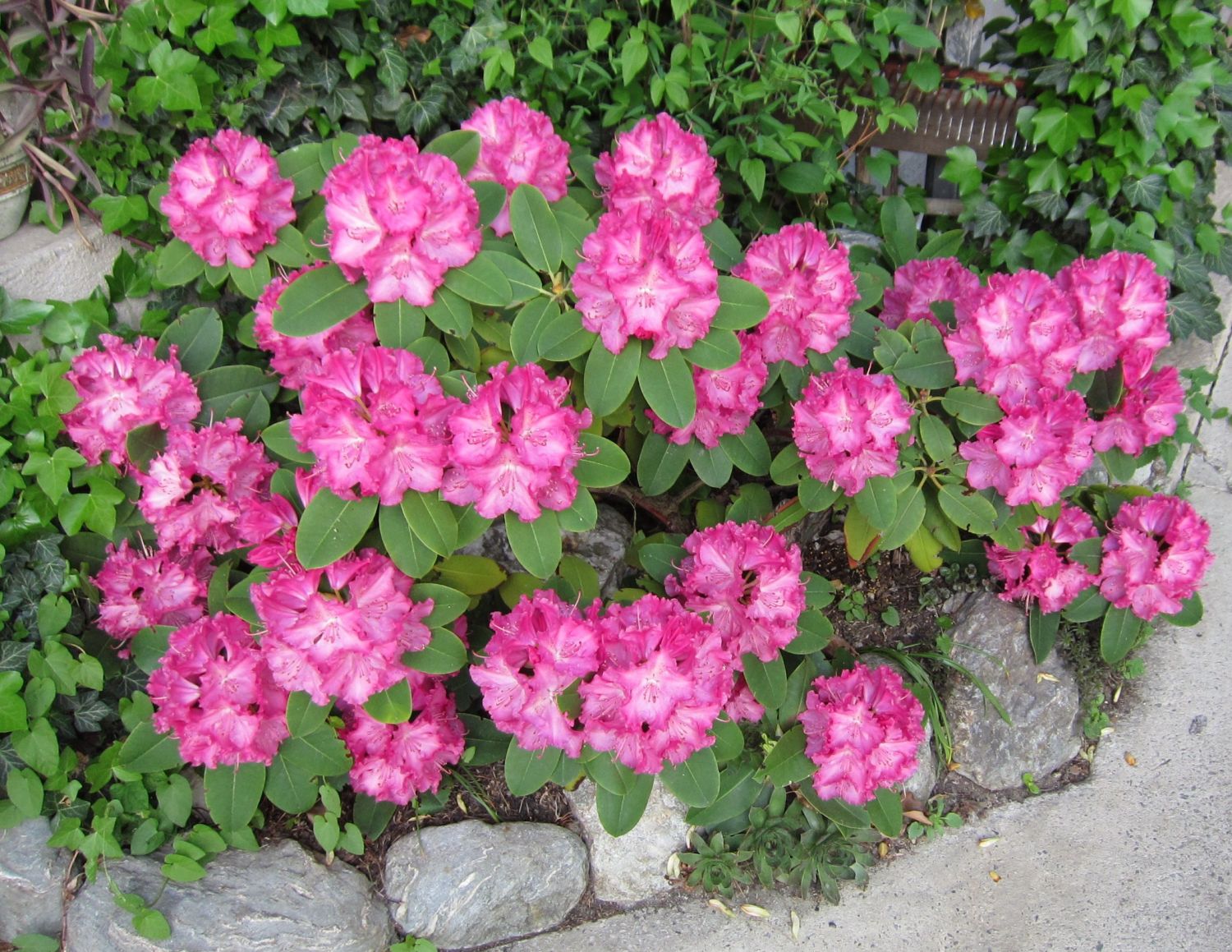 Rhododendron in Vollblüte