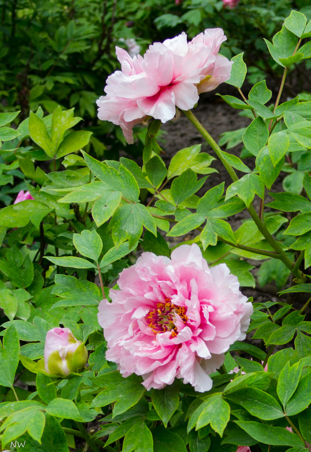 Rosa Strauch-Pfingstrose (Paeonia arbustiva)