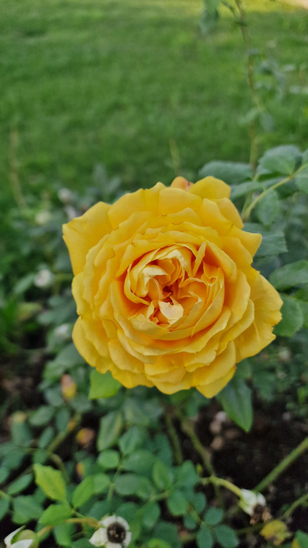Rose im Oktober im Kurpark Oberlaa