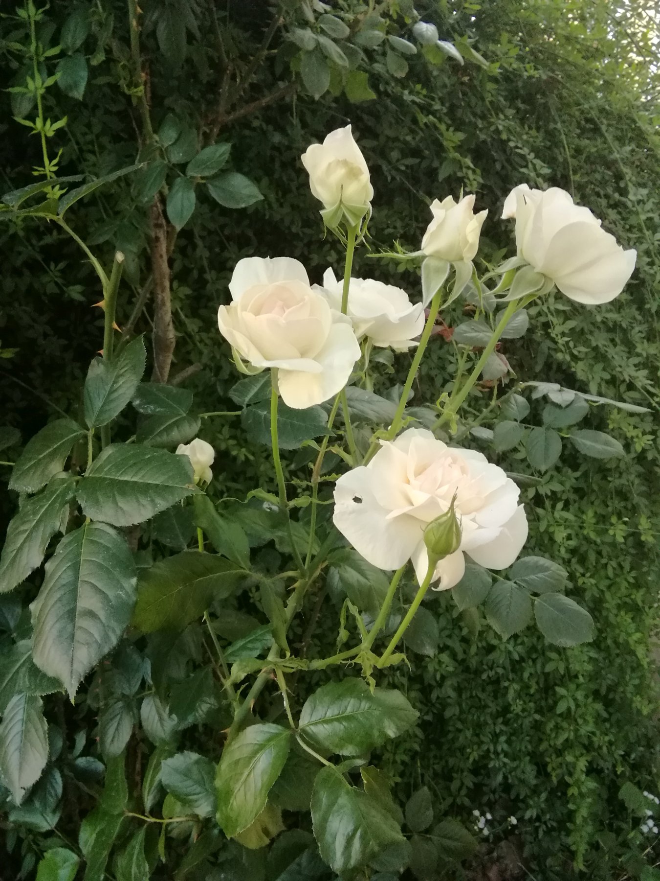 Rosenpracht
