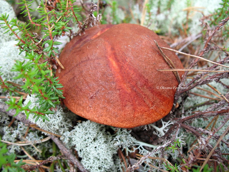 Rotkappe im Weißmoos