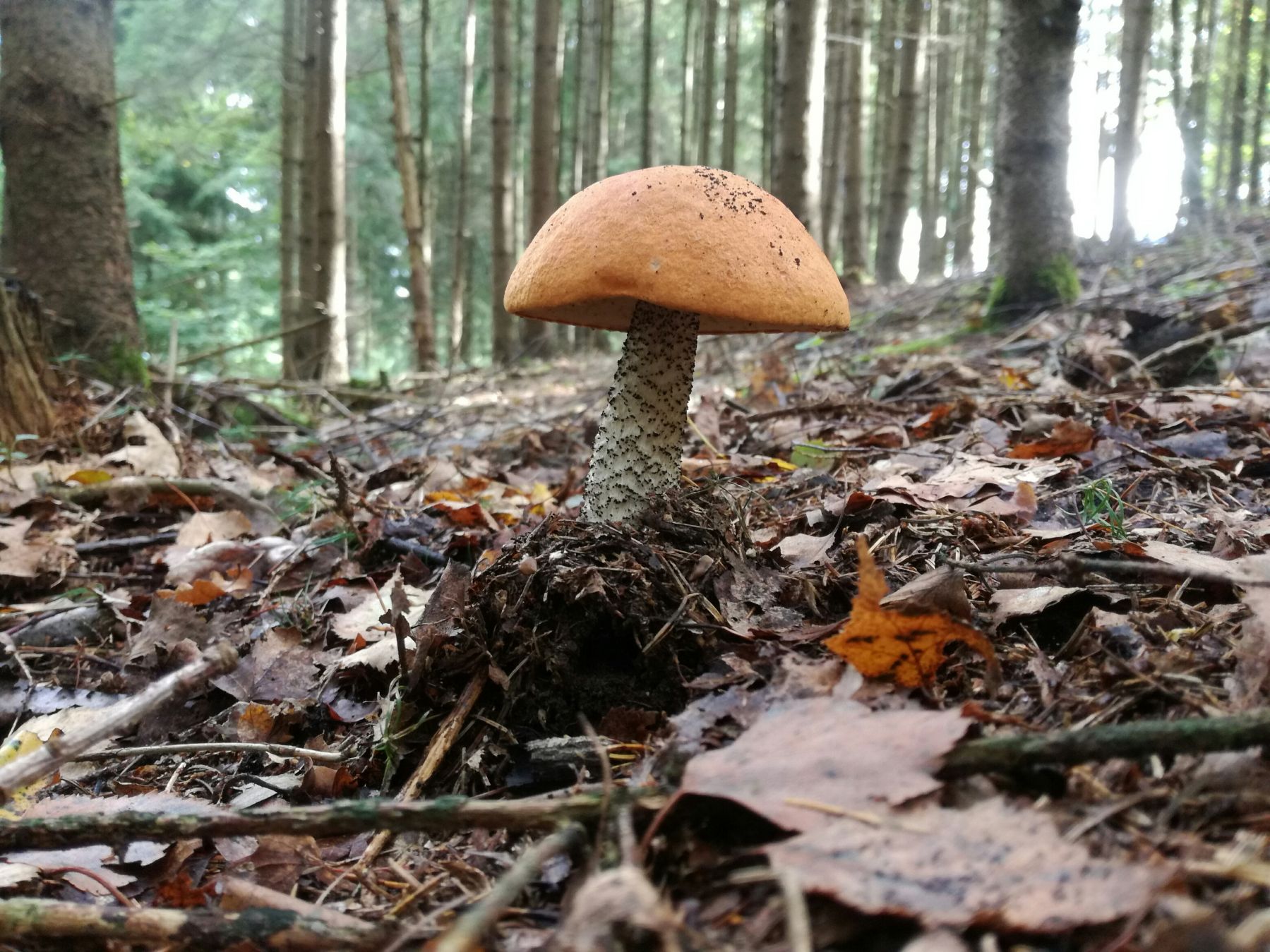 Rotkappe