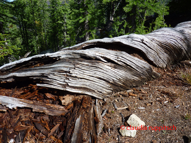 Rotten Log im Cathedral Provincial Park, BC, Kanada