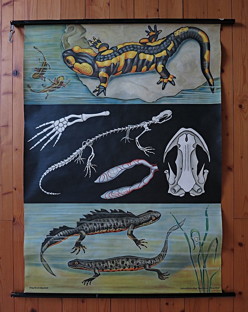 Salamander & Kammmolch