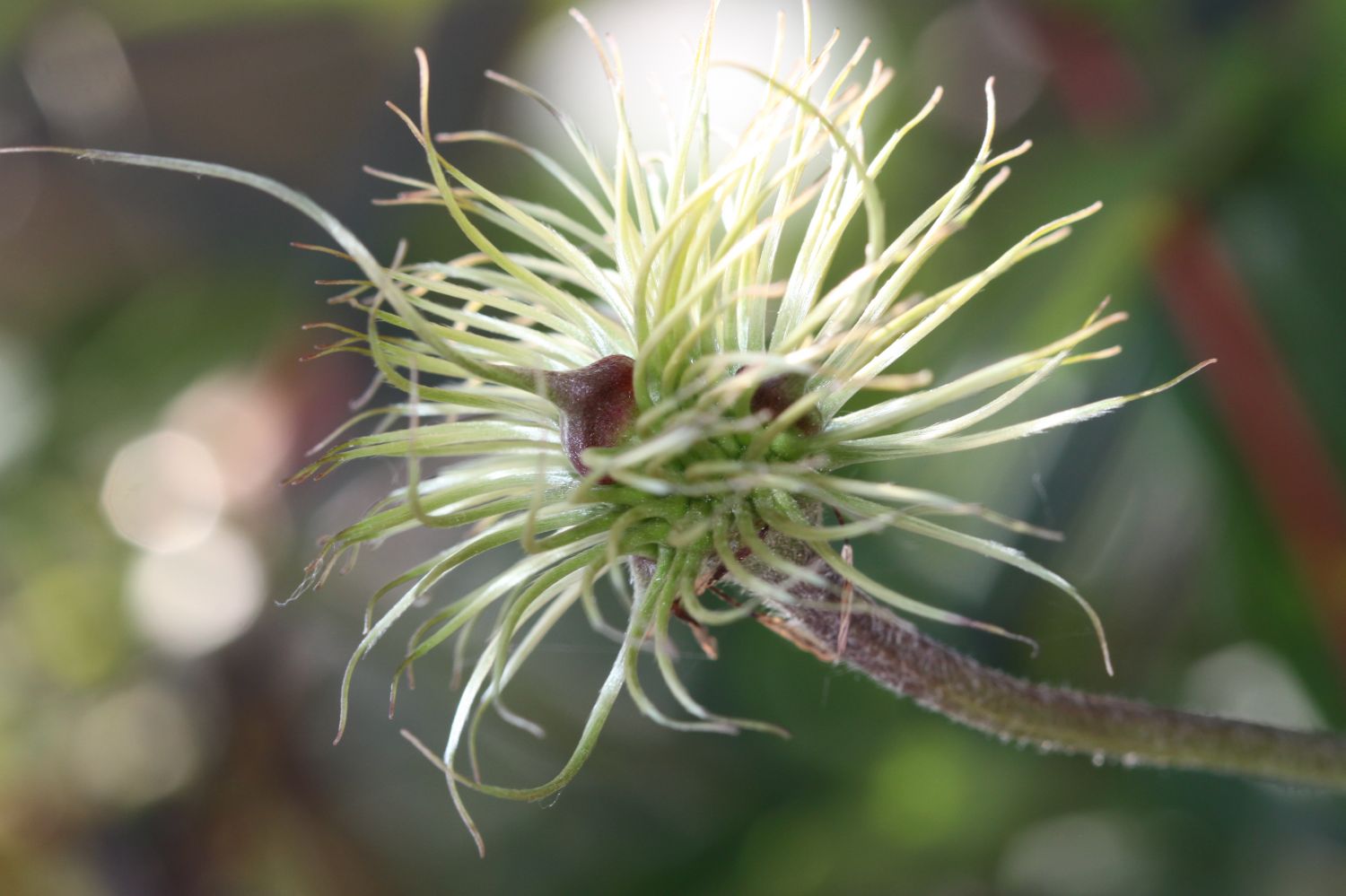 Samenbildung am Beispiel der Clematis