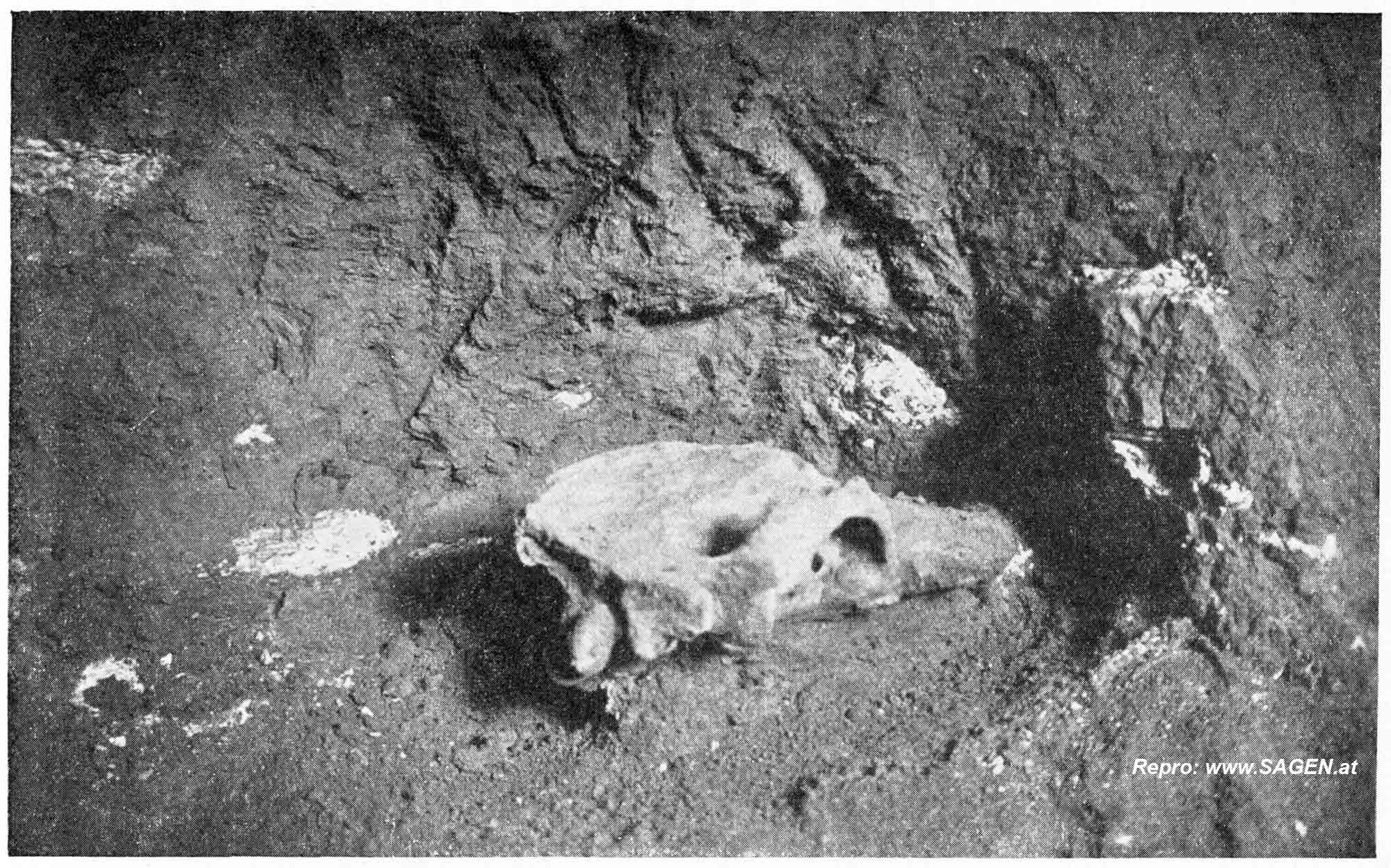 Schädel eines Höhlenbären (Ursus spelaeus Rosenmüller) in der Drachenhöhle bei Mixnitz in der Steiermark