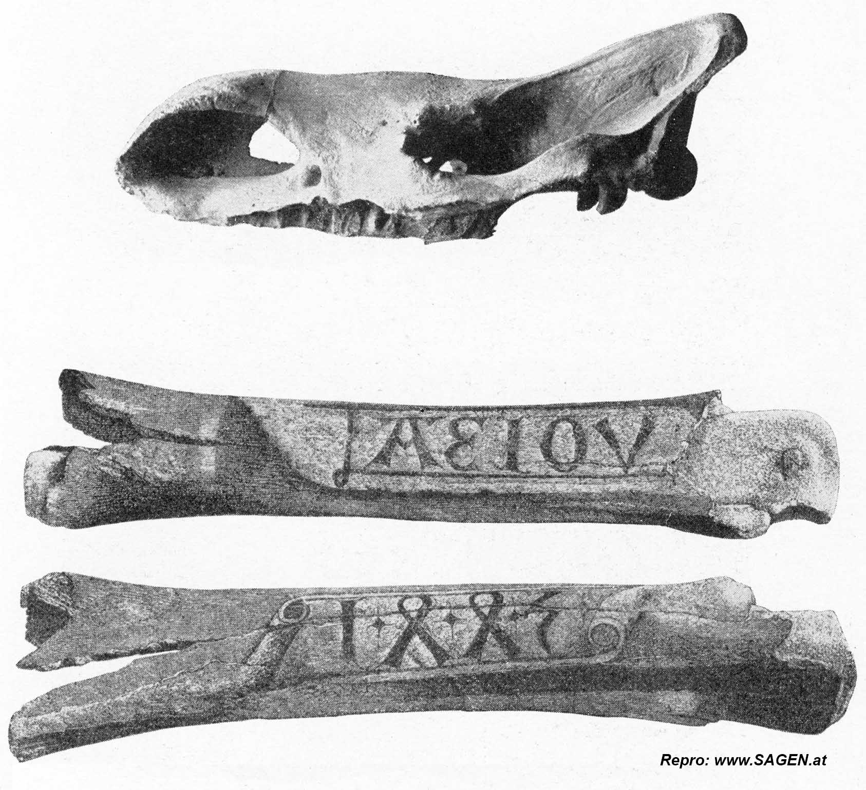 Schädel eiszeitliches Nashorn und Oberschenkelknochen eines Mammuts