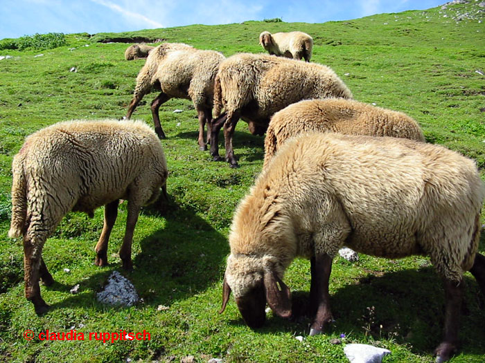 Schafe am Hafelekar