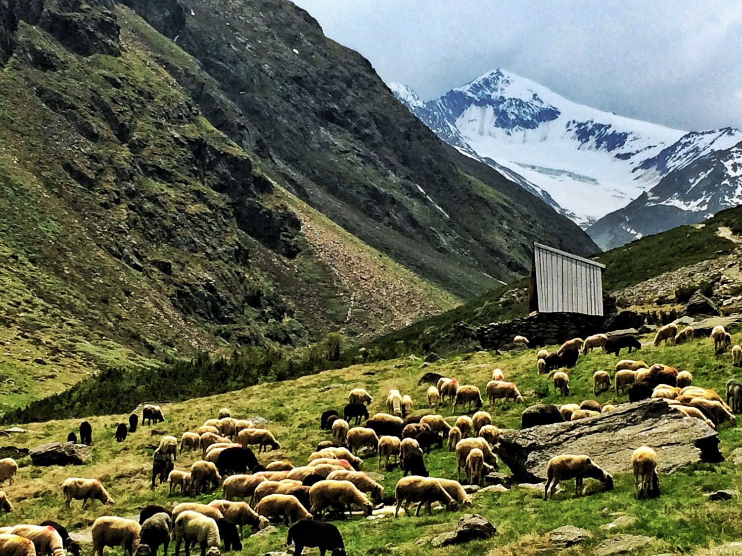 Schafe auf der Venter Kaser im Nedertal