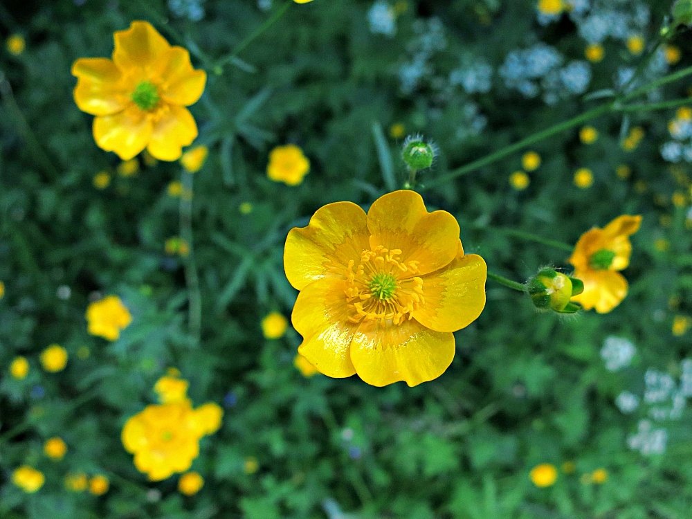 Scharfer Hahnenfuß